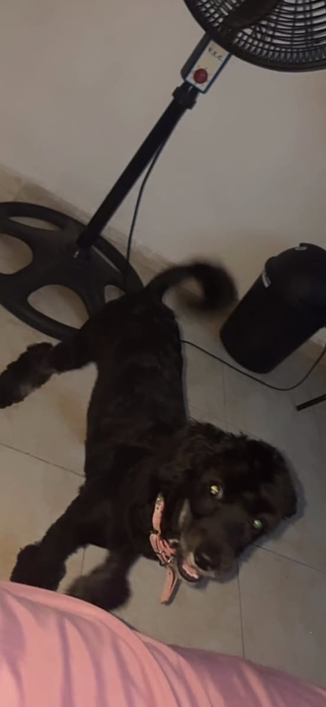 perro