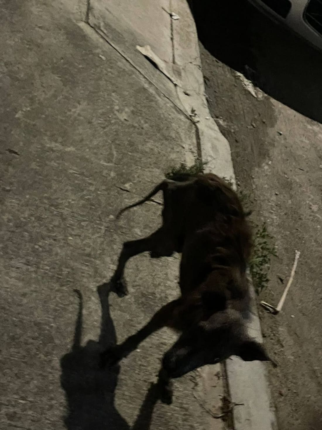 perro