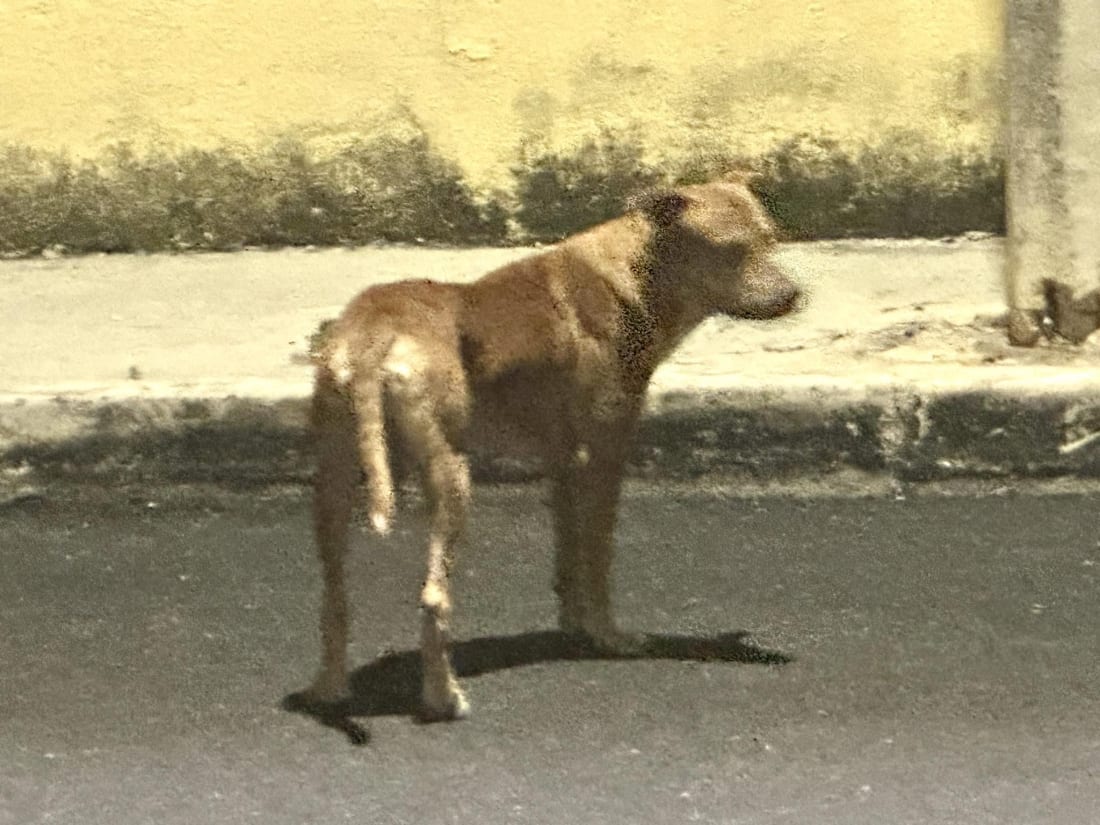 perro
