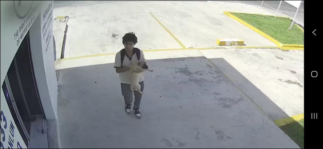 perro