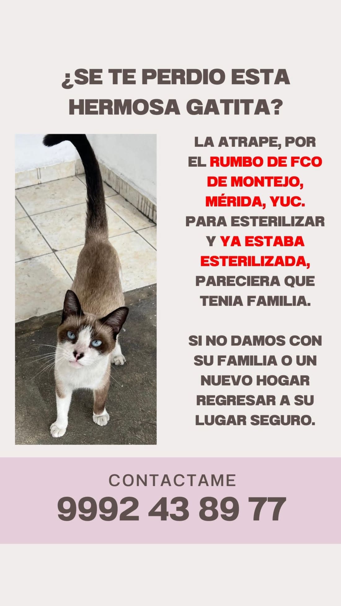 gato