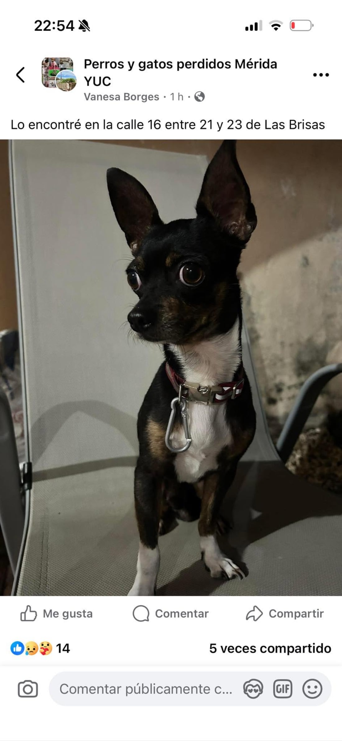 perro