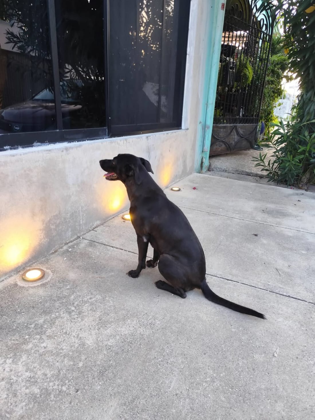 perro
