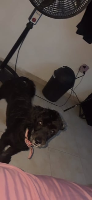 Perro mascota perdida en Mérida