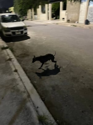 Perro mascota perdida en Mérida
