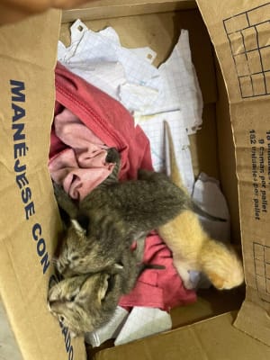 Gato mascota en Mérida