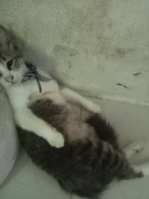 Gato en adopción en Mérida
