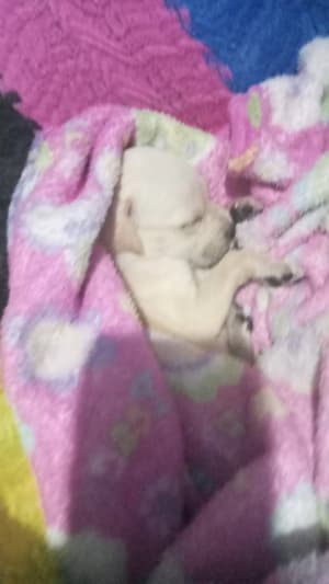 Gato en adopción en Mérida