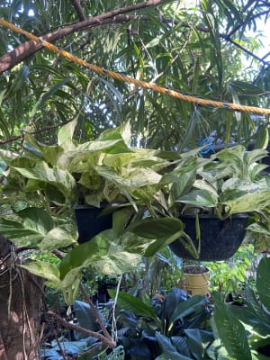 Anthura Ab - Plantas colgantes