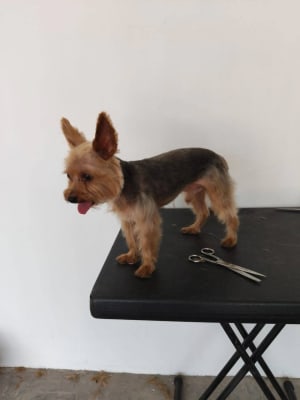 Anita Chi - Perruquería canina móvil