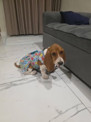 Anita Chi - Perruquería canina móvil