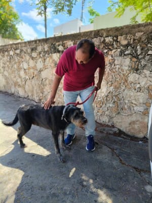 Anita Chi - Perruquería canina móvil