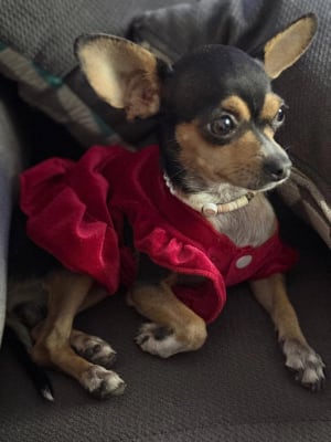 Anita Chi - Perruquería canina móvil