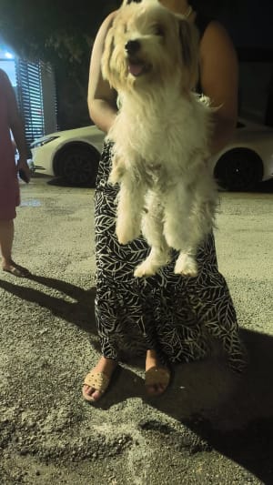 Perro mascota encontrada en Mérida