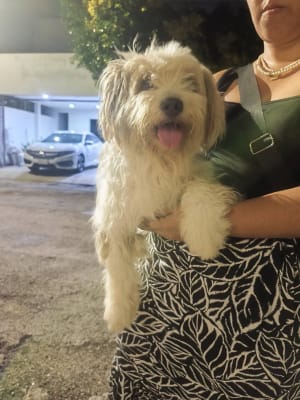 Perro mascota encontrada en Mérida