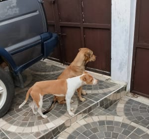 Perro mascota perdida en Mérida