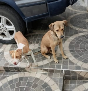 Perro mascota perdida en Mérida