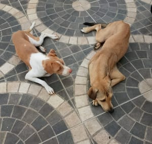 Perro mascota perdida en Mérida