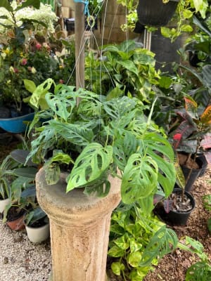 Anthura Ab - Plantas Colgantes