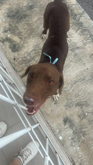 El loquito