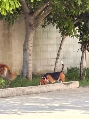 Perro mascota encontrada en Mérida