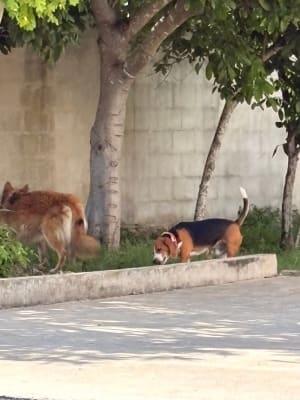Perro mascota encontrada en Mérida