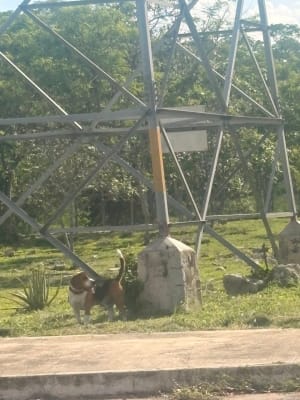 Perro mascota encontrada en Mérida