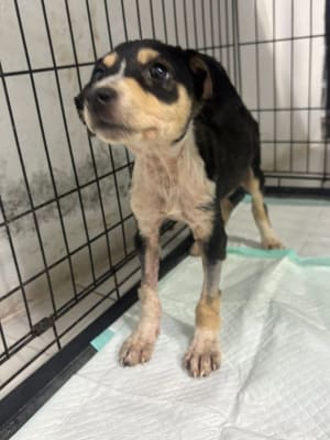 Perro en adopción en Mérida