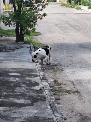 Perro mascota perdida en Mérida