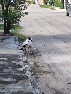 Perro mascota perdida en Mérida