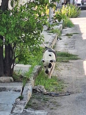 Perro mascota perdida en Mérida