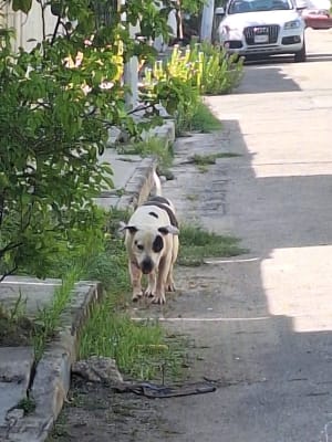 Perro mascota perdida en Mérida