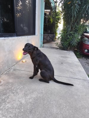 Perro mascota encontrada en Mérida