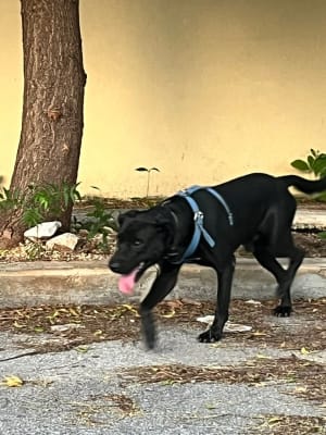 Perro mascota encontrada en Mérida