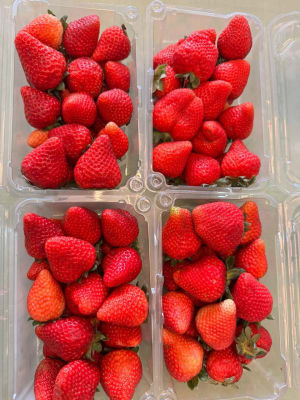 Mundotoppin Esquites & Snacks - Fresas con Crema