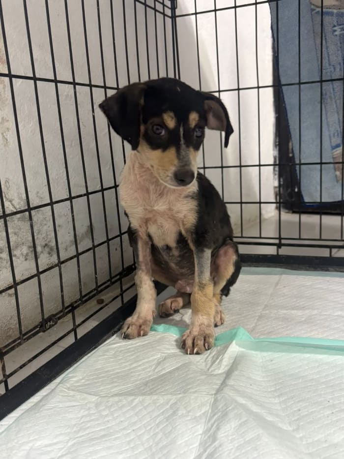 Adopción