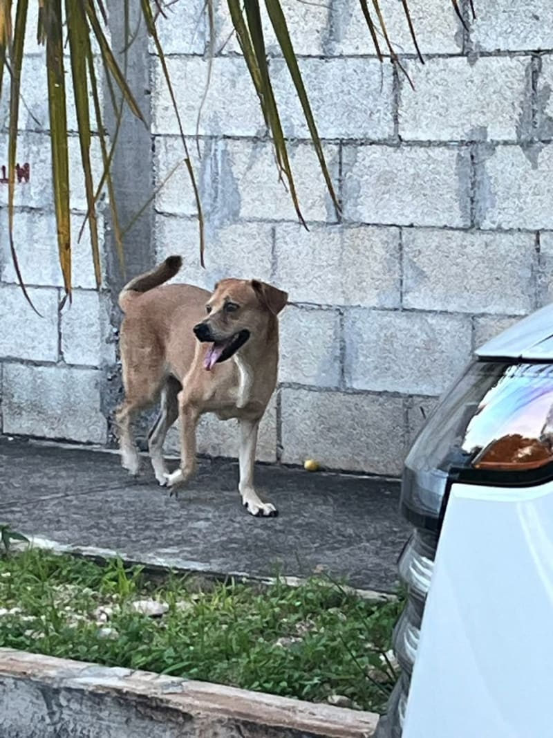 Encontrada