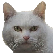 cat.png