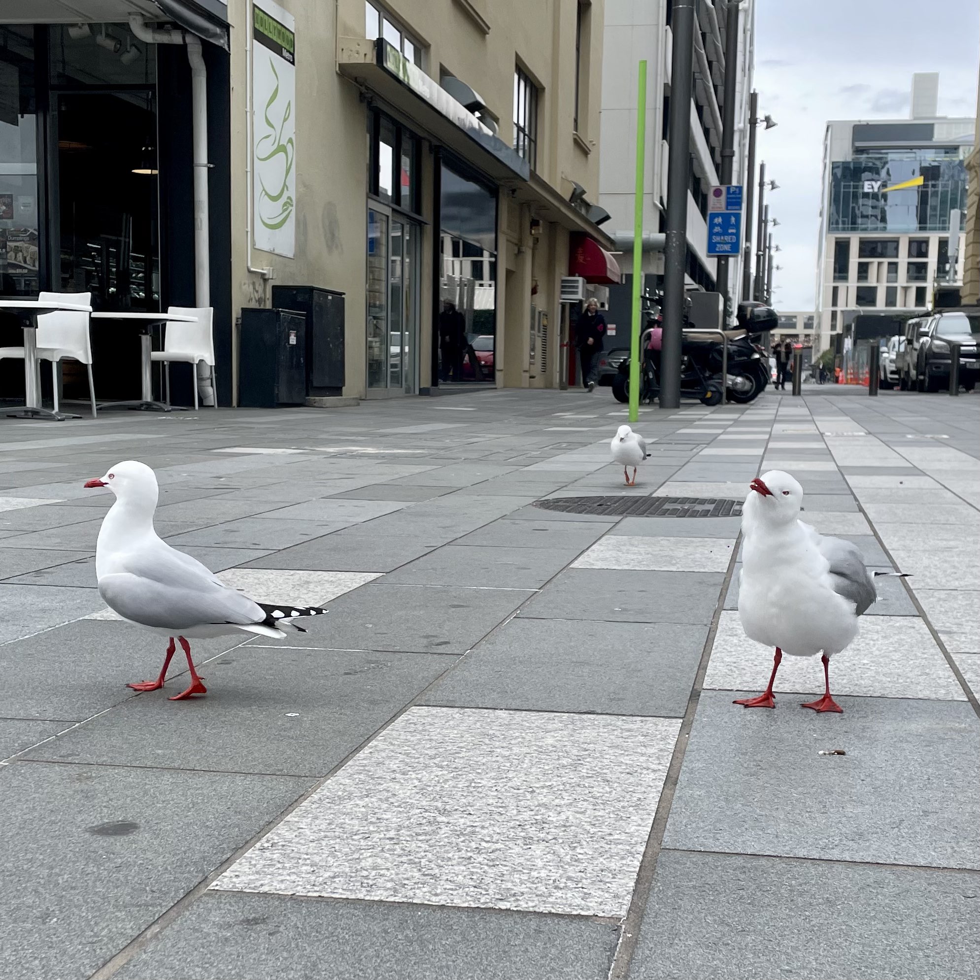 ウミネコ