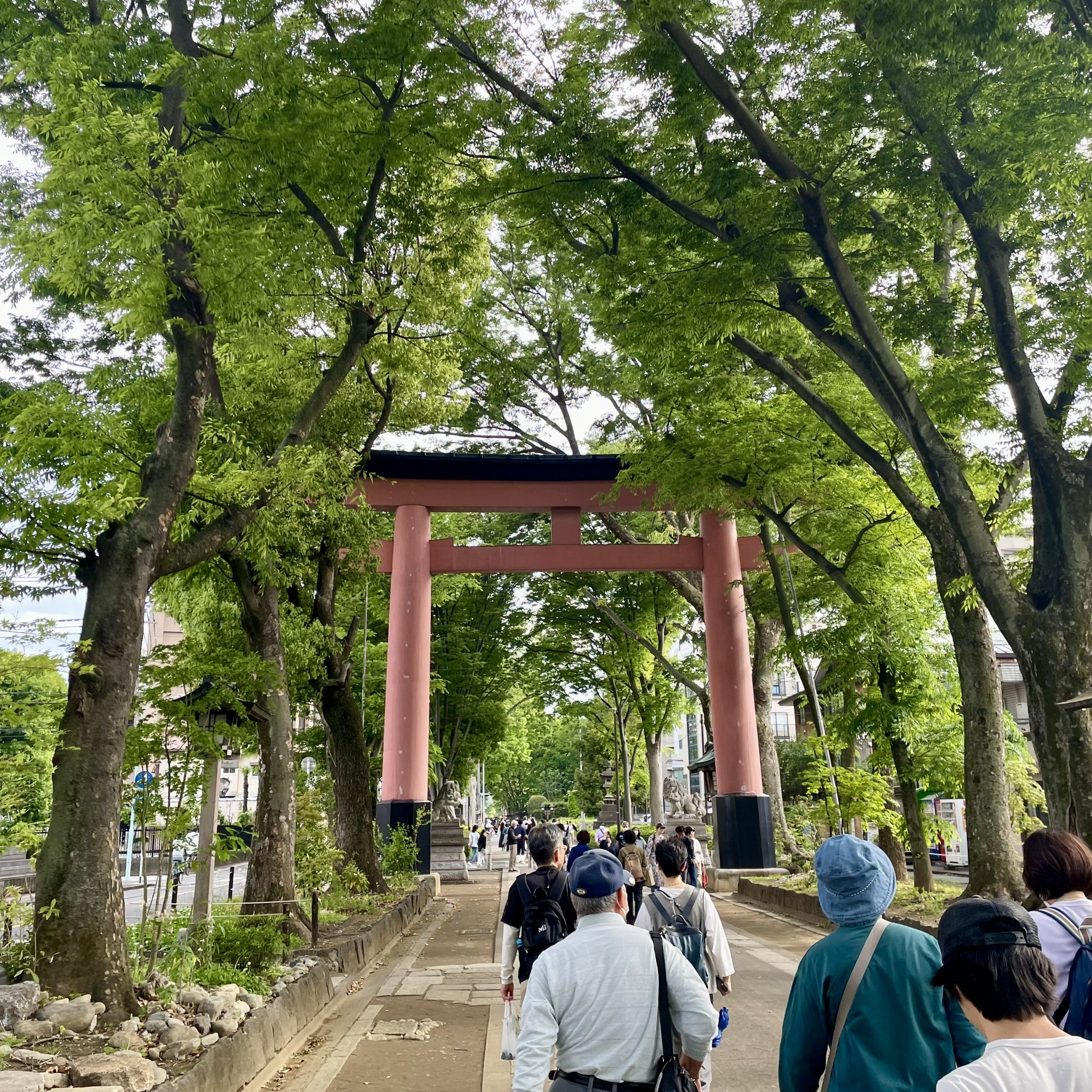 氷川神社の参道の写真。大きな鳥居が見える