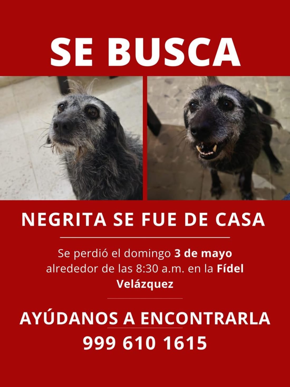 Negrita
