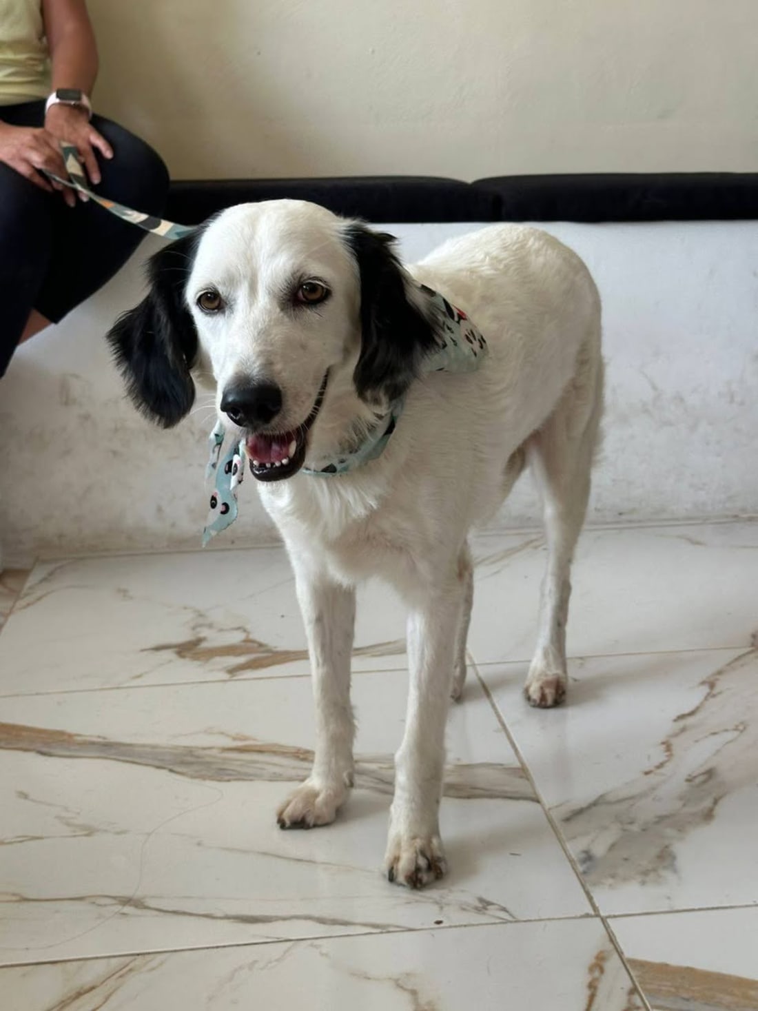Perro en adopción en General / Toda Mérida