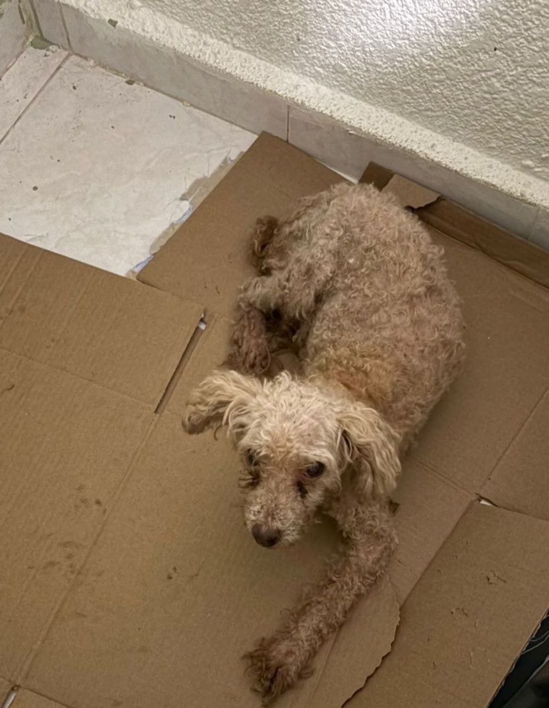 Perro mascota encontrada en General / Toda Mérida