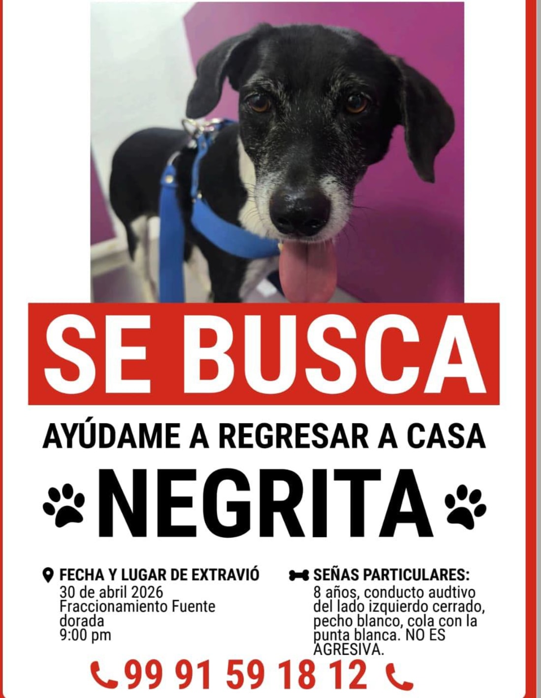 Negrita