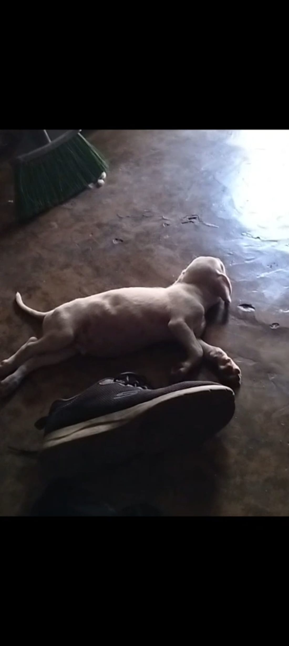 Perro mascota perdida en General / Toda Mérida