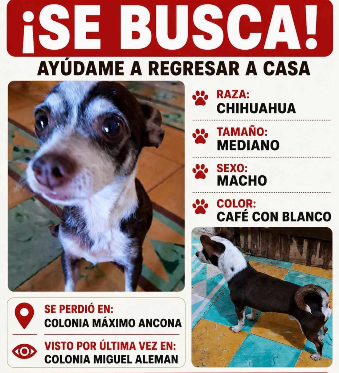 Perro mascota perdida en General / Toda Mérida