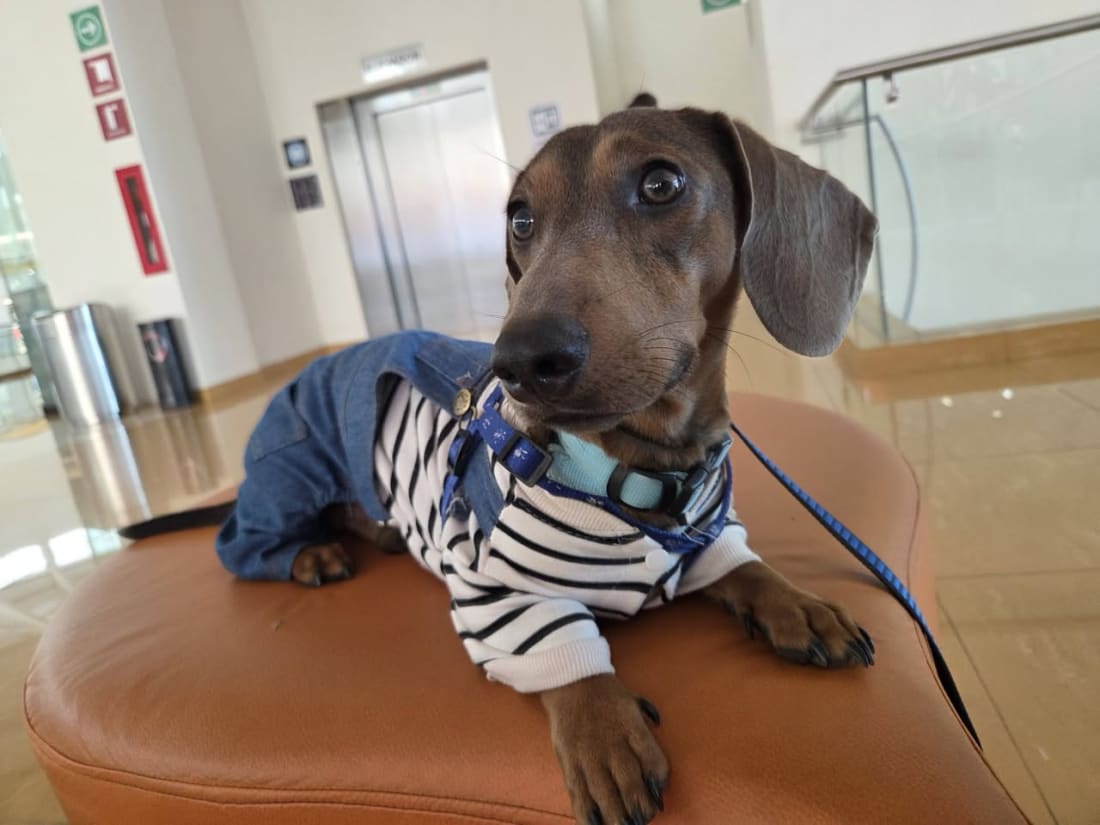 Perro mascota perdida en General / Toda Mérida