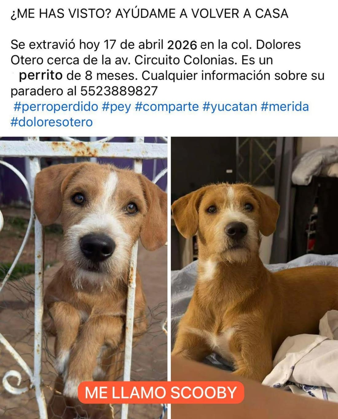 Scooby
