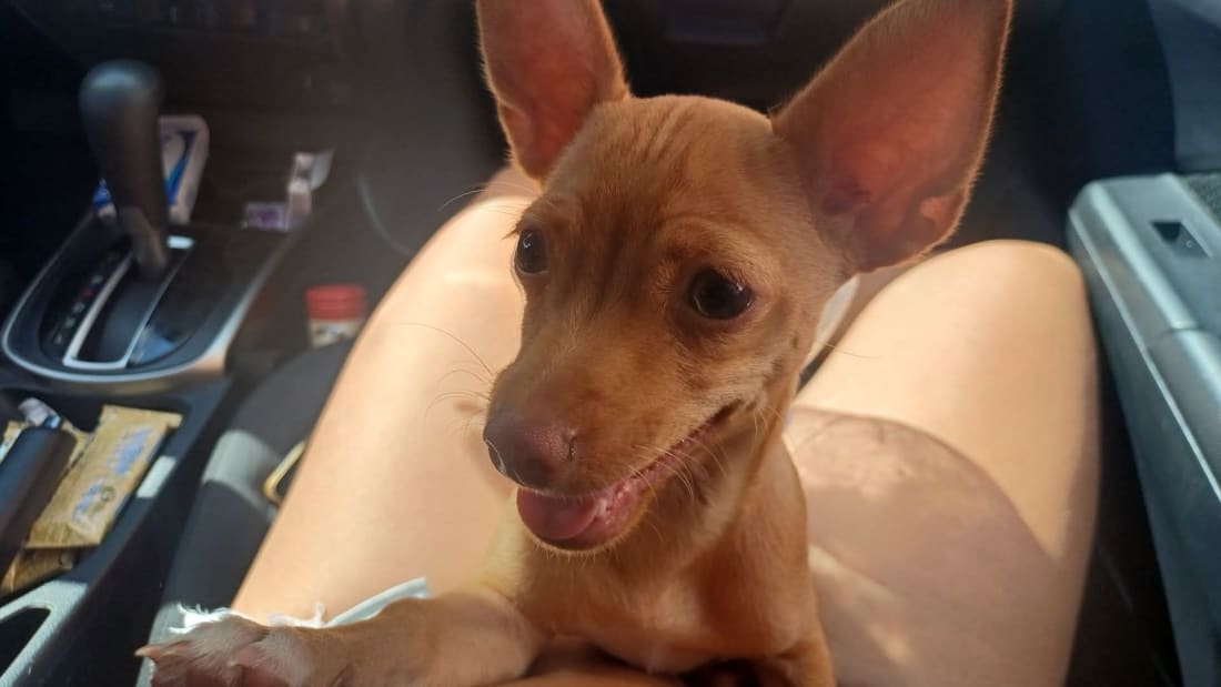 Perro mascota perdida en General / Toda Mérida