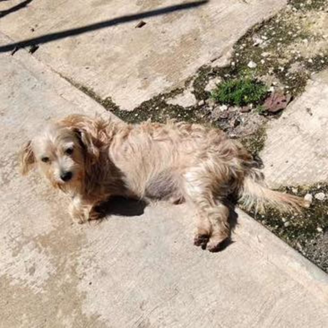 Perro mascota perdida en General / Toda Mérida